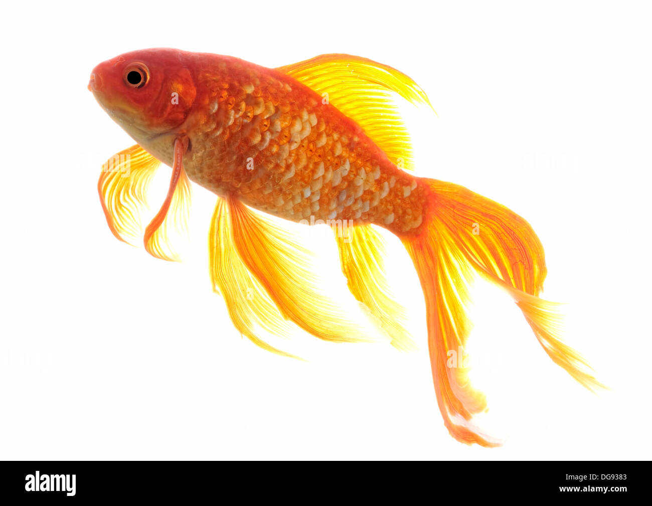 Goldfische auf weißem Hintergrund Stockfoto