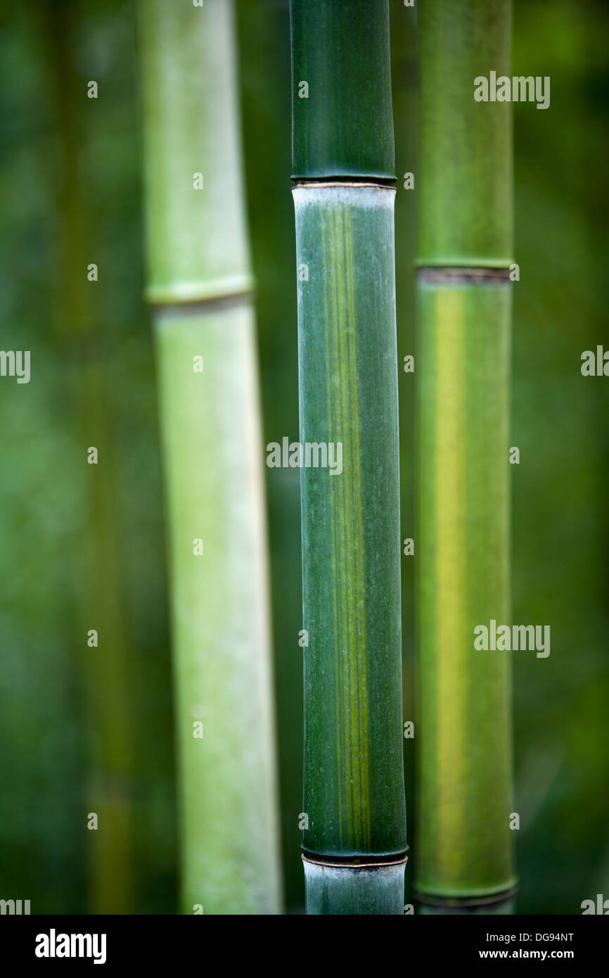 Bambus-Stiele - North Carolina, USA Stockfoto