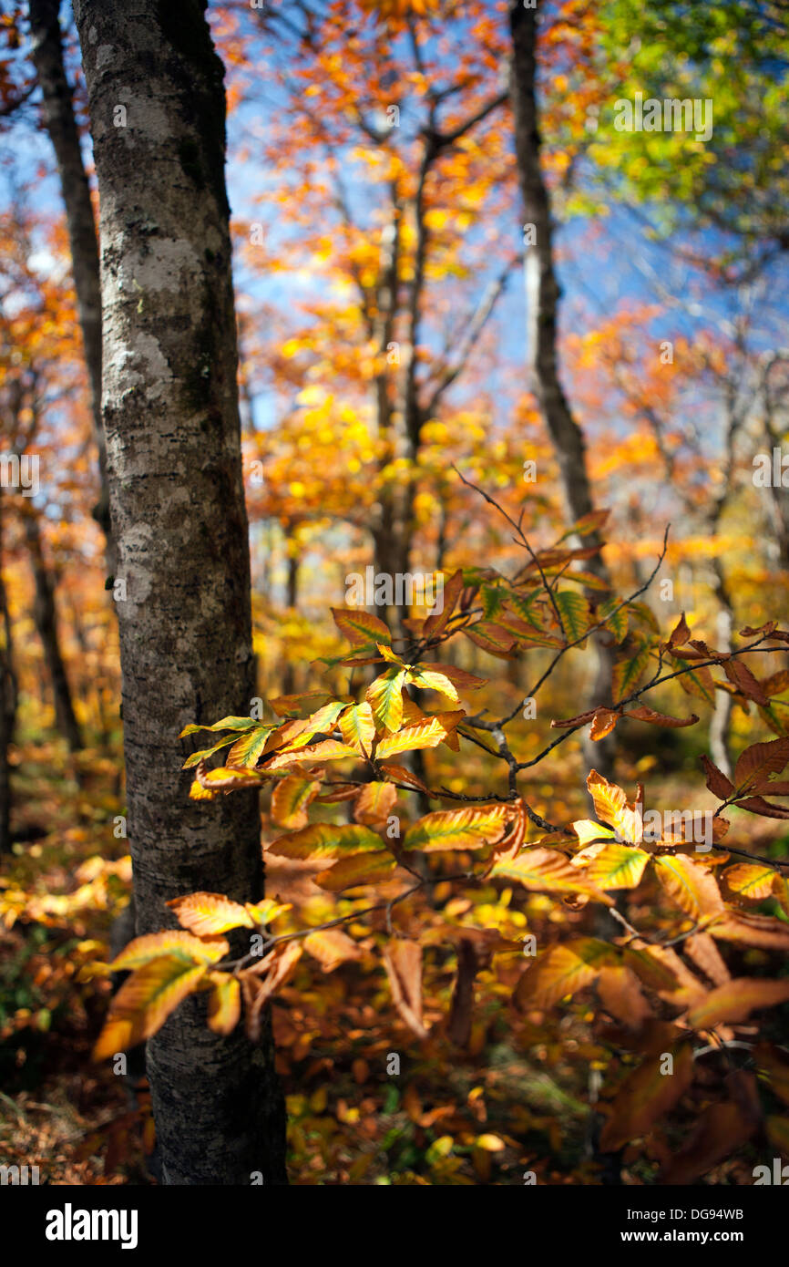 Herbst auf dem Mountains-to-Sea Trail in der Nähe von Craggy Gardens, Blue Ridge Parkway - Asheville, North Carolina USA Stockfoto