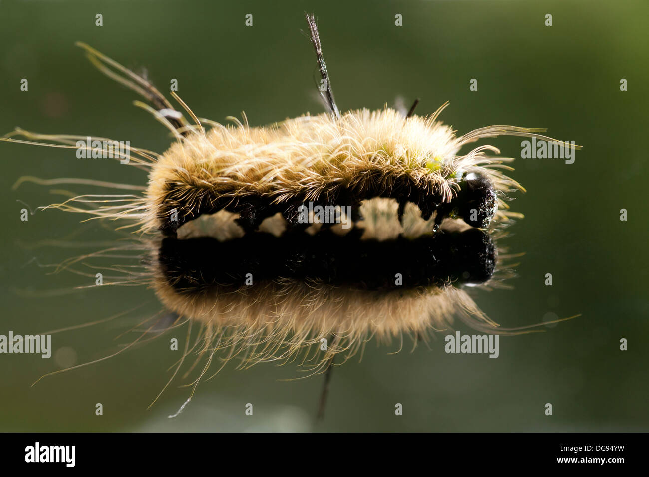 Caterpillar Reflexion - Brevard, North Carolina USA Stockfoto