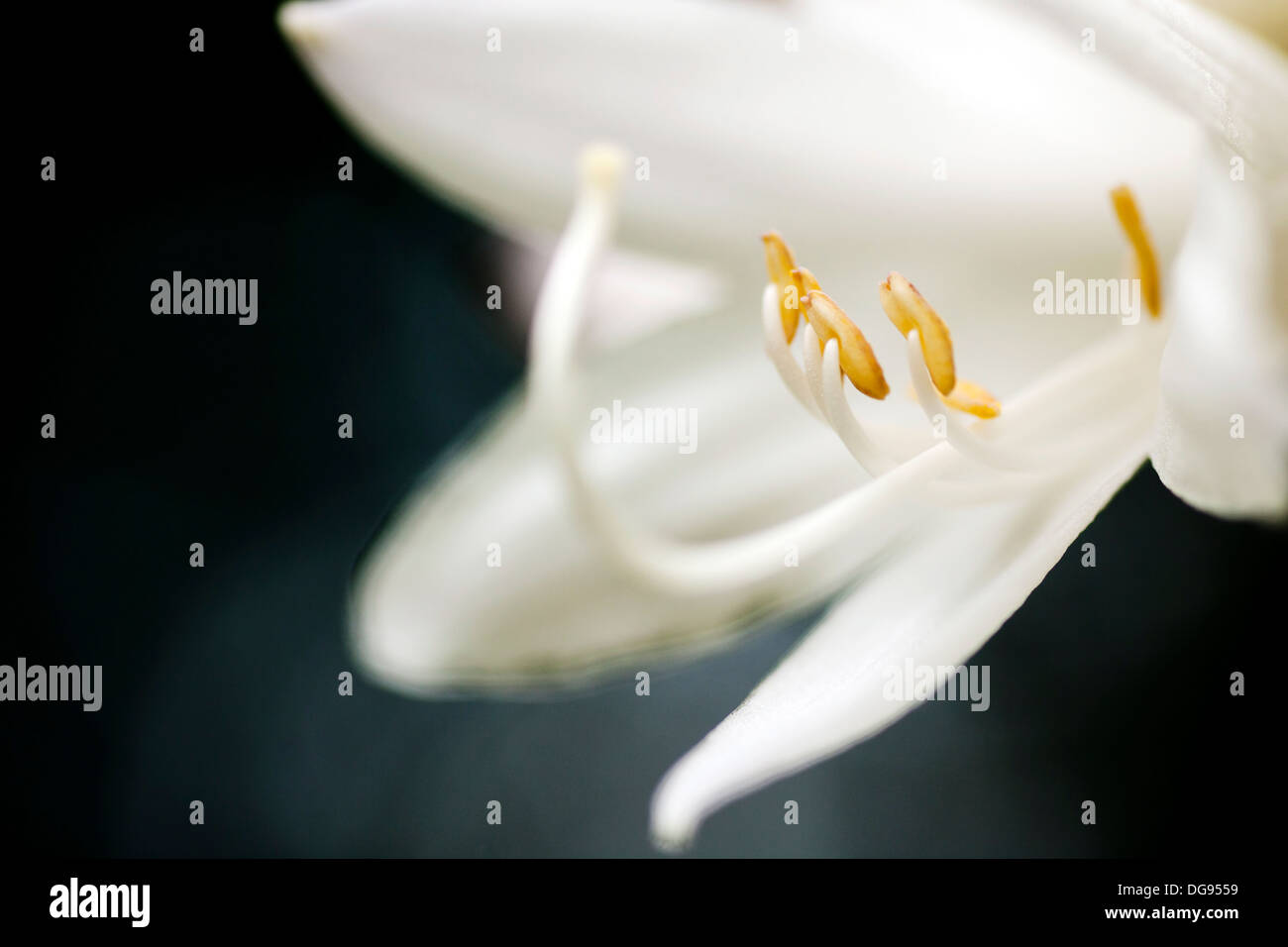 Close-up weiße Blume - North Carolina Arboretum - Asheville, North Carolina USA Stockfoto