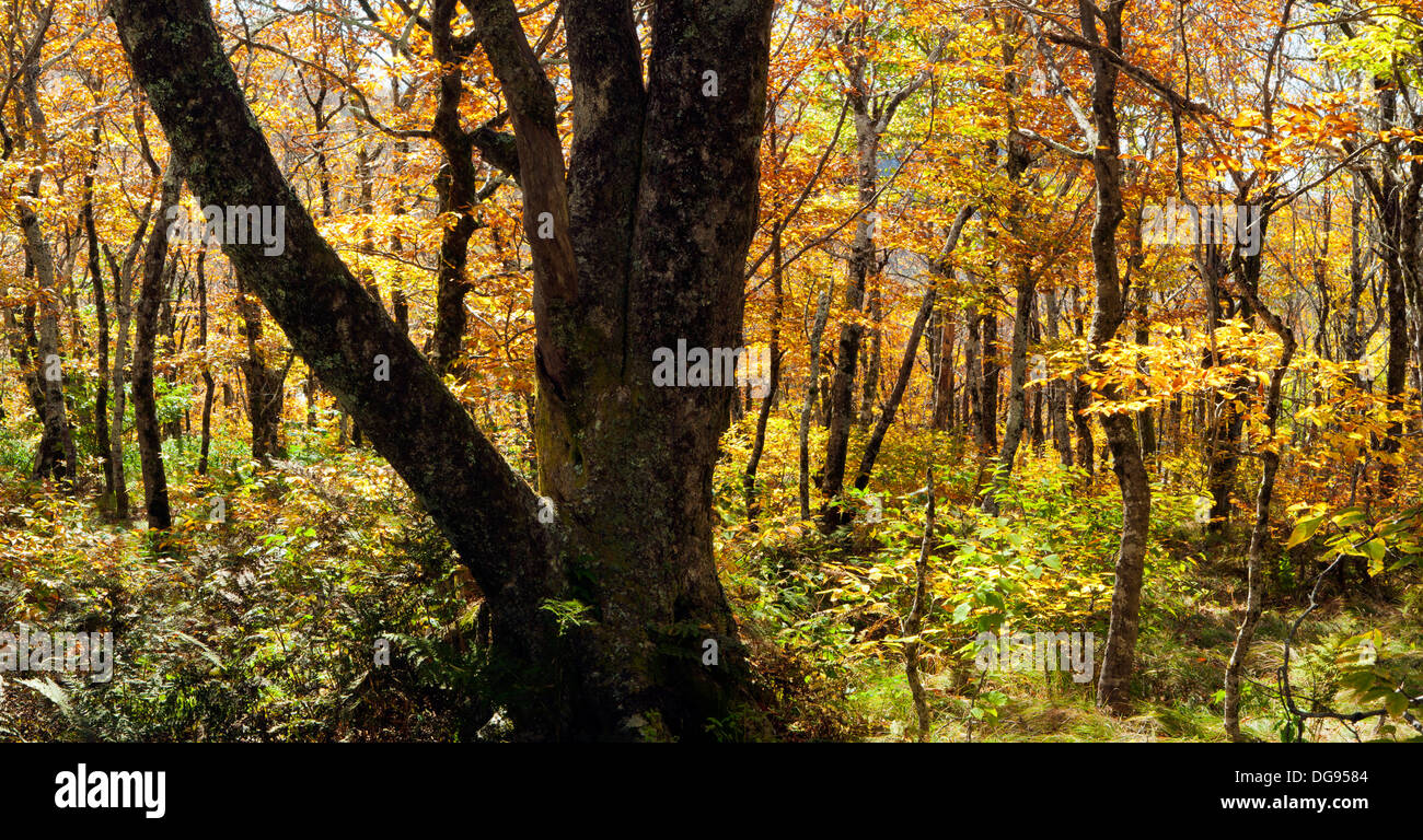 Panorama Composite Image of Mountains-to-Sea Trail - near Craggy Gardens, Blue Ridge Parkway - Asheville, North Carolina USA Stockfoto