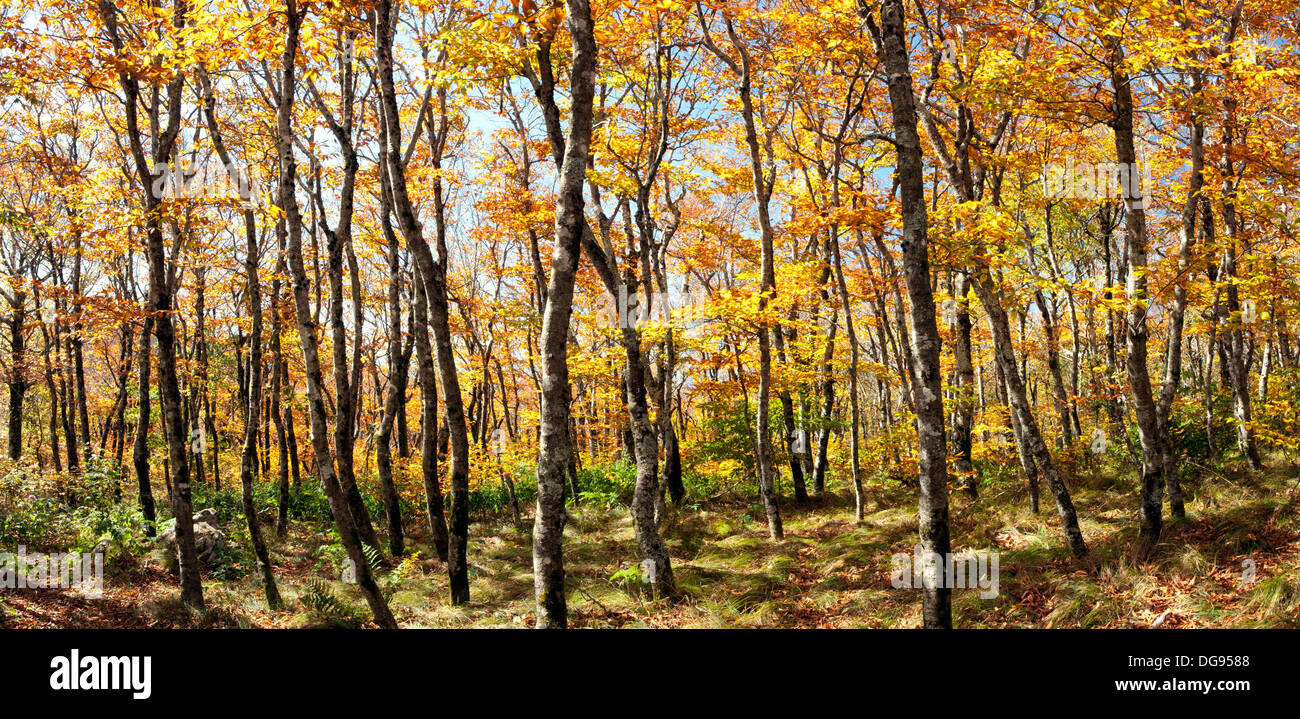 Panorama Composite Image of Mountains-to-Sea Trail - near Craggy Gardens, Blue Ridge Parkway - Asheville, North Carolina USA Stockfoto