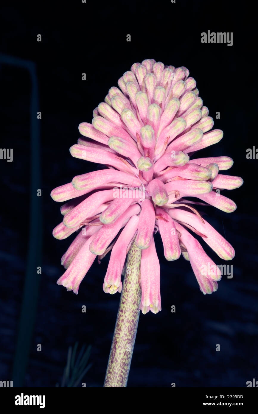 Wald-Lilie / Sandui Lily / Sand Zwiebel / Winter Red Hot Poker Blumen nur Öffnung-Veltheimia Bracteata - Familie Hyacinthaceae Stockfoto