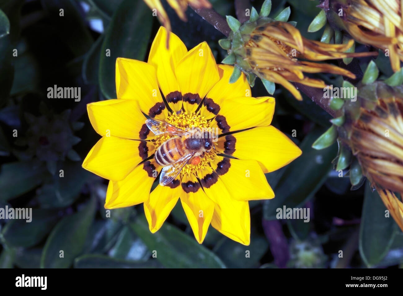 Nahaufnahme des Honey Bee - Apis Mellifera - sammeln von Pollen von Gazanien Blume Stockfoto