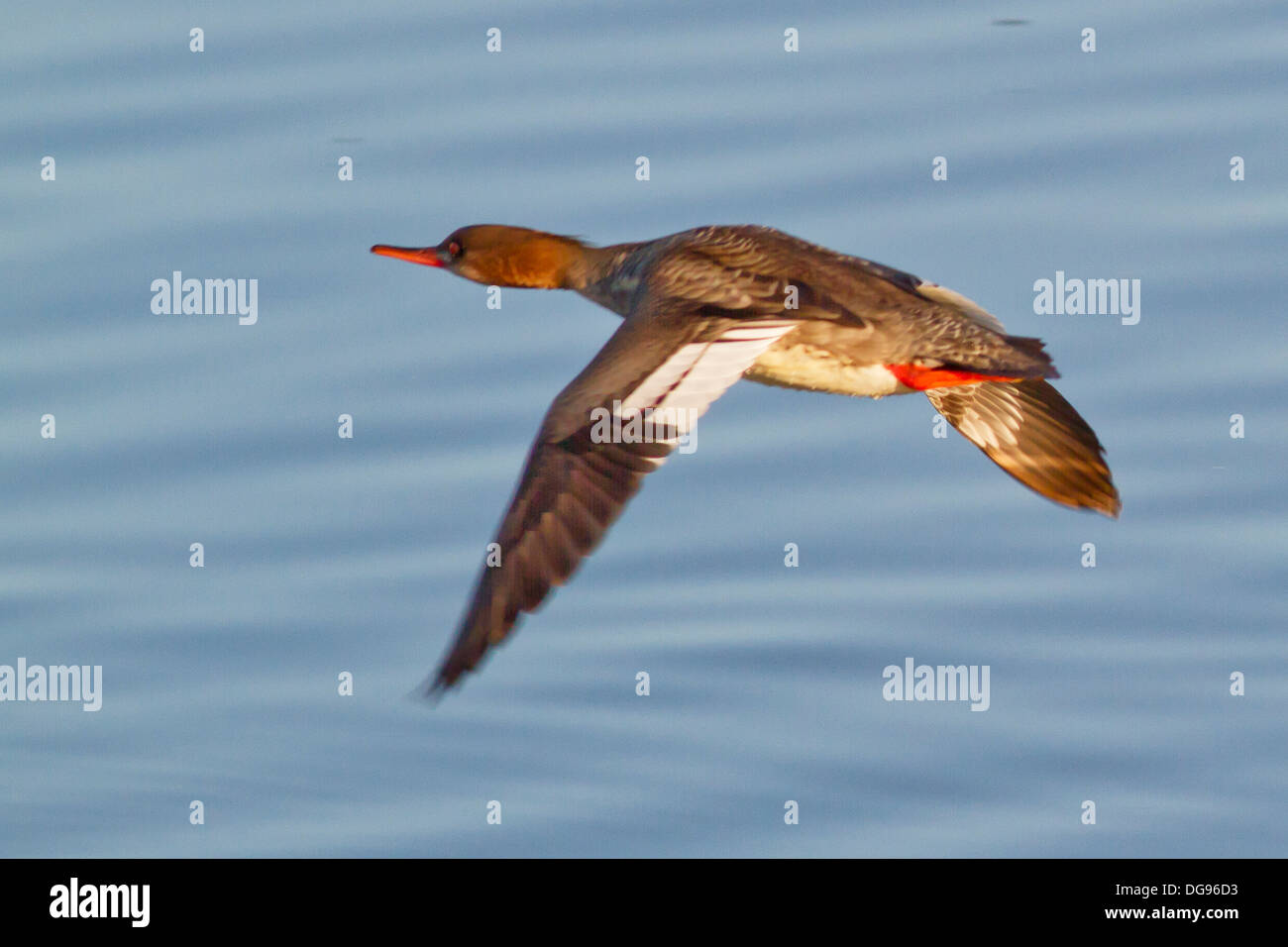 Red-Breasted Prototyp weibliche Ente im Flug. (Mergus Serrator). Bolsa Chica Feuchtgebiete, California Stockfoto