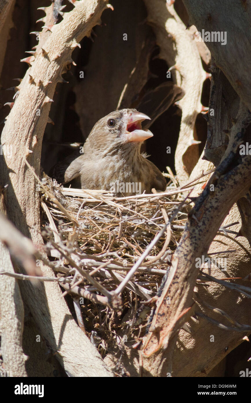 Weibliche Haus Fink sitzt auf ihrem Nest geschützt und von Dornen umgeben. (Carpodacus Mexicanus). Irvine, Kalifornien Stockfoto