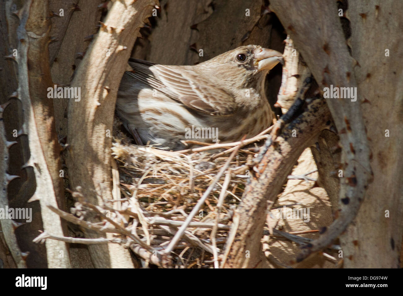 Weibliche Haus Fink sitzt auf Jher Nest in einen Kaktus durch Dornen geschützt. (Carpodacus Mexicanus). Irvine, Kalifornien Stockfoto