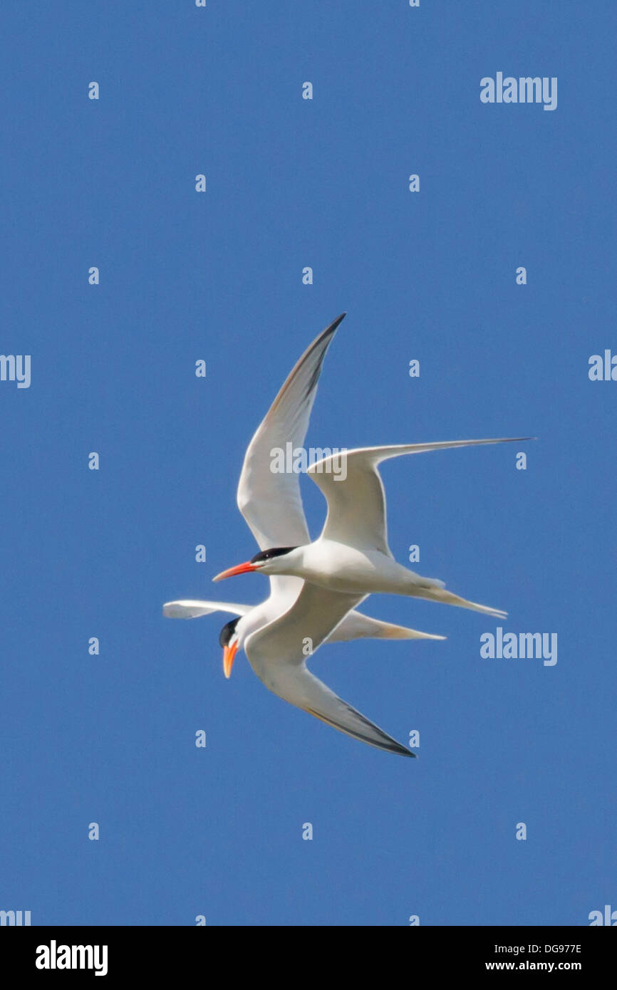 Paar elegante Seeschwalben in Balz Ritual fliegen zusammen mit einem vorausgesetzt, eine übertriebene Haltung. (Sterna Elegans). Bolsa Chica Feuchtgebiete, California Stockfoto