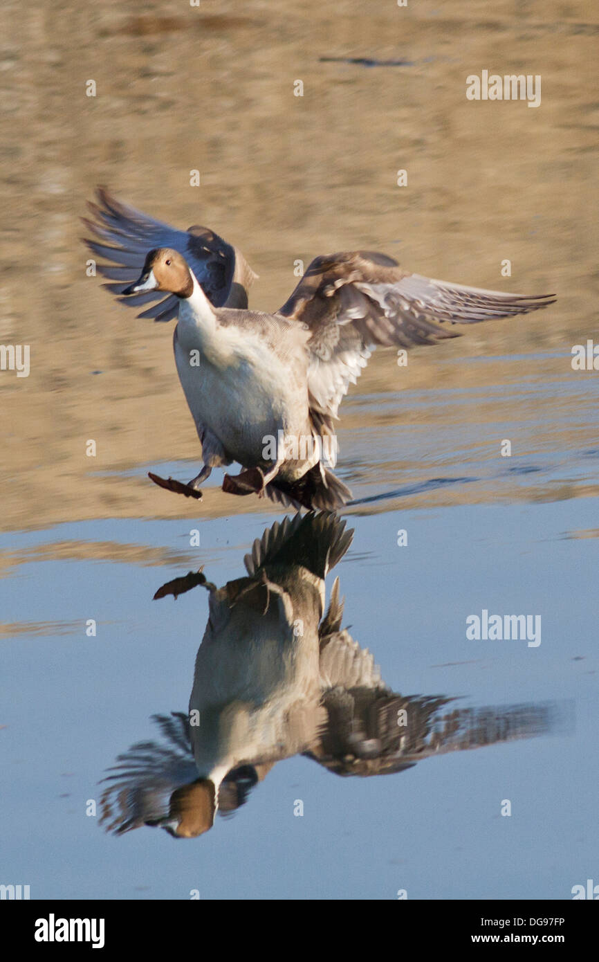 Nördlichen Pintail Ente Drake Landung auf dem Wasser mit Reflexion. (Anas Acuta). Bolsa Chica Feuchtgebiete, California Stockfoto