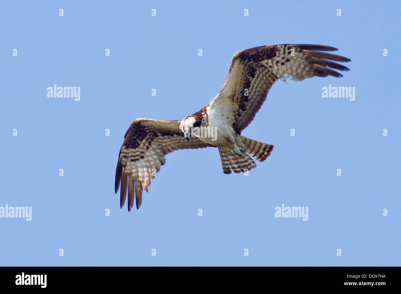 Fischadler schaut, wie es für Fische jagt. (Pandion Haliaetus). Bolsa Chica Feuchtgebiete, California Stockfoto