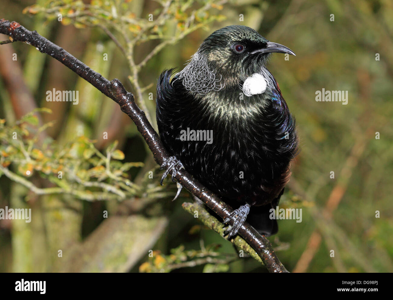 TUI Prosthemadera Novaeseelandiae (Gmelin, 1788) Stockfoto