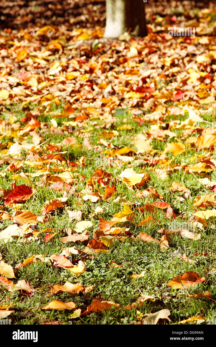 Herbstlaub auf dem Rasen Stockfoto