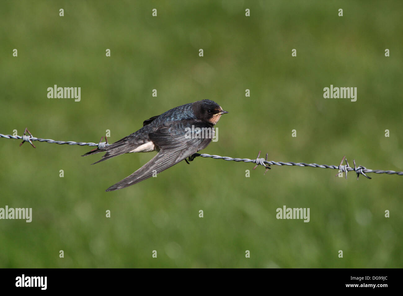 Ausführlichen schließen sich von einer Rauchschwalbe (Hirundo Rustica) posiert auf Stacheldraht Stockfoto