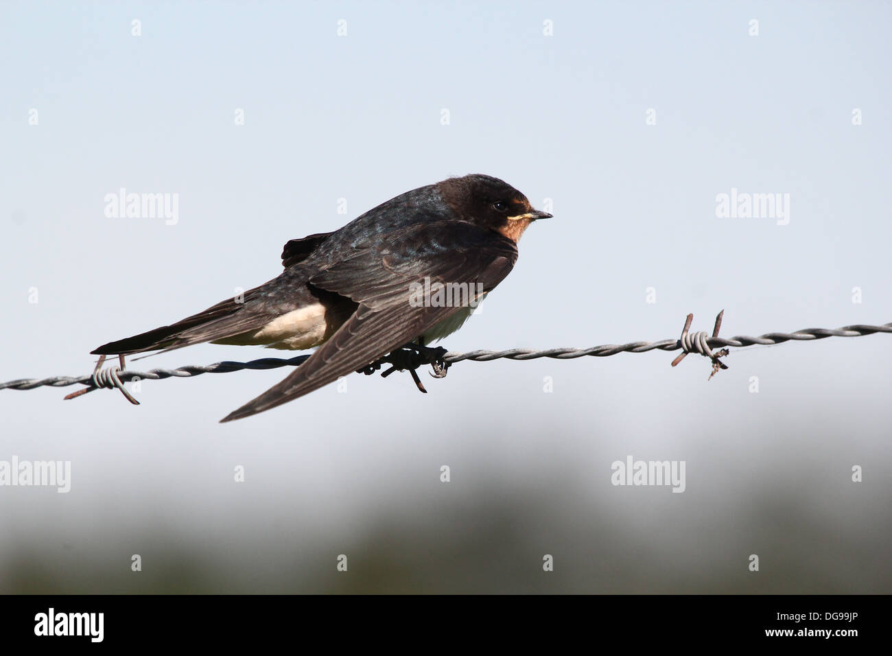 Ausführlichen schließen sich von einer Rauchschwalbe (Hirundo Rustica) posiert auf Stacheldraht Stockfoto