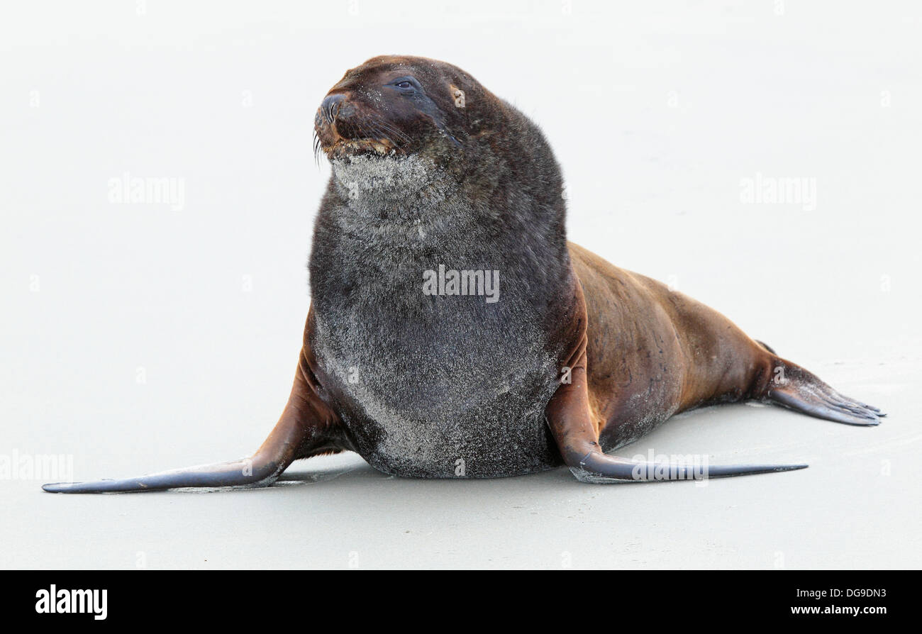 Neuseeland Seelöwe (Phocarctos Hookeri) Stockfoto