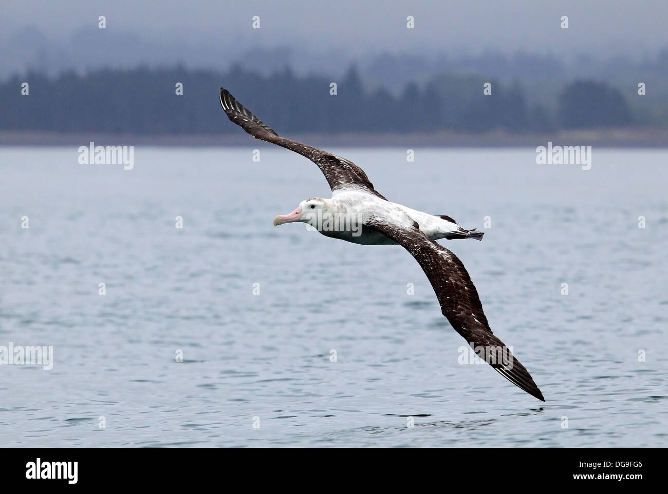 Südlichen royal Albatros im Flug Diomedea Epomophora Lektion, 1825 Stockfoto