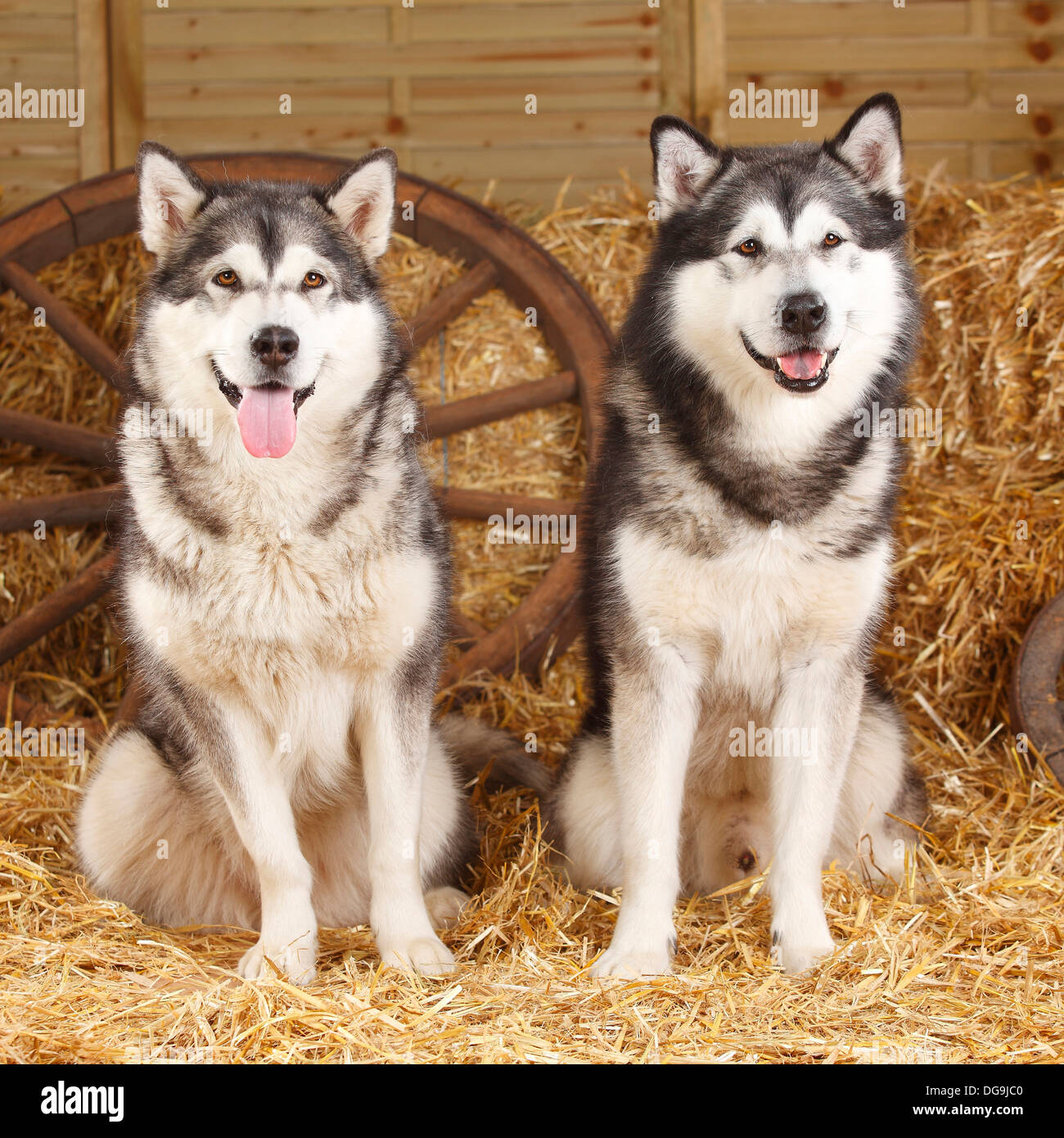 Alaskan Malamutes | Alaskan Malamutes Stockfoto