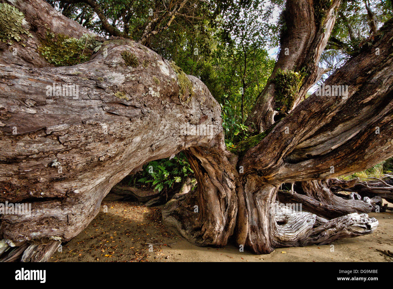 Gezeitenzone, Baum Stockfoto