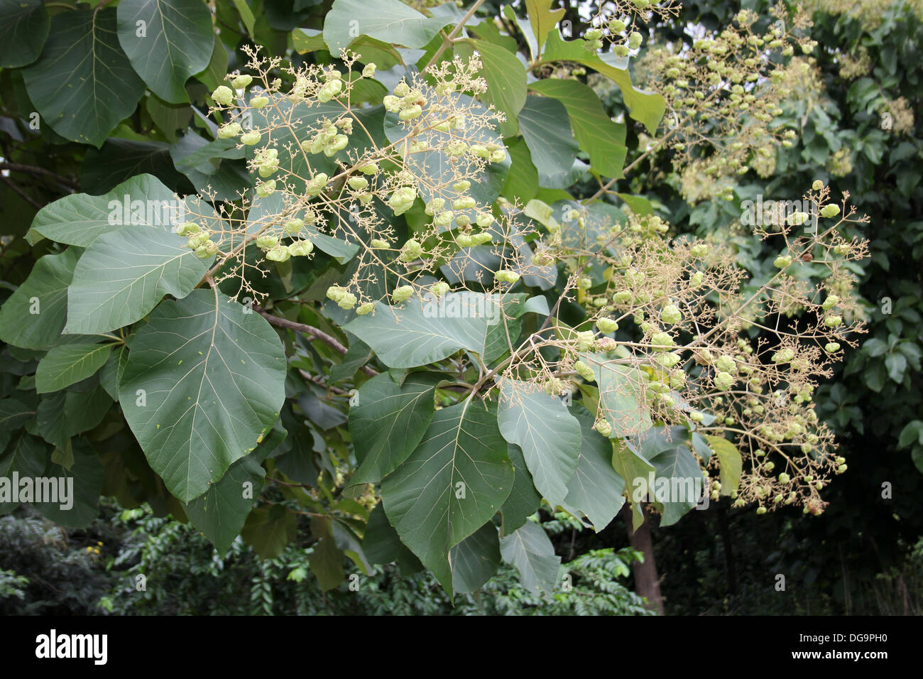 Teakholz Baum Tectona Grandis mit Samen Stockfoto