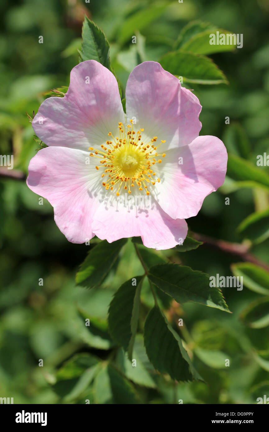 Hundsrose Rosa canina Stockfoto