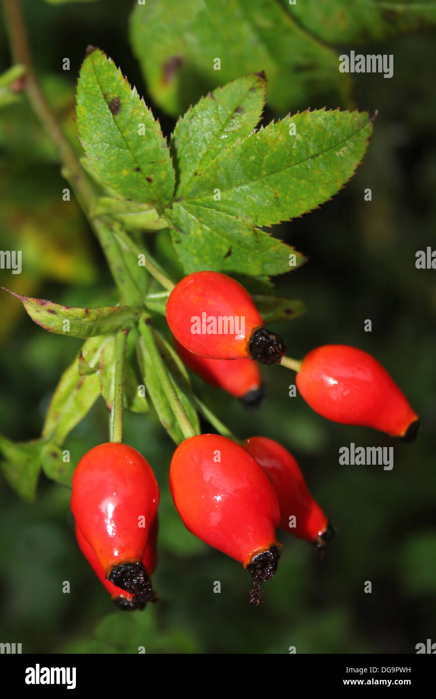 Rote Hagebutten auf Weißdorn Crataegus monogyna Stockfoto