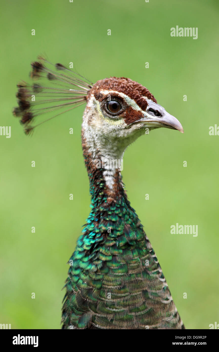 Nahaufnahme von Kopf und Nacken des Weibchens Pfau Stockfoto