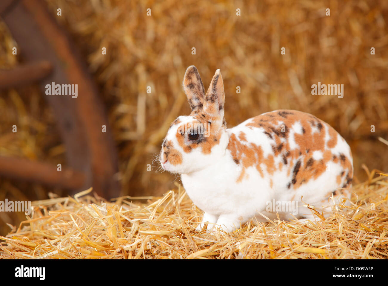 Zwerg Rex Kaninchen, Dalmatiner Tricolor Stockfoto