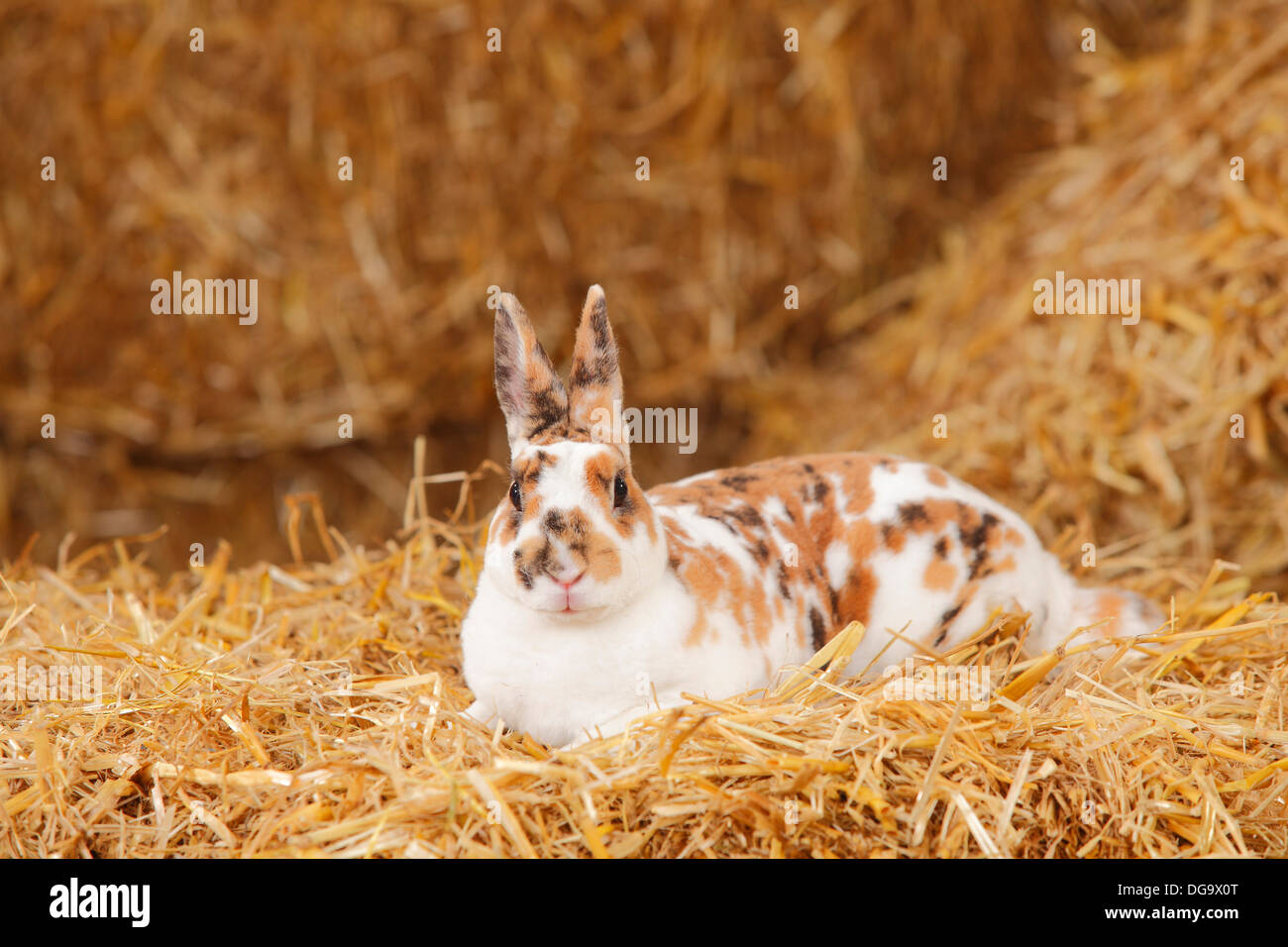 Zwerg Rex Kaninchen, Dalmatiner Tricolor Stockfoto
