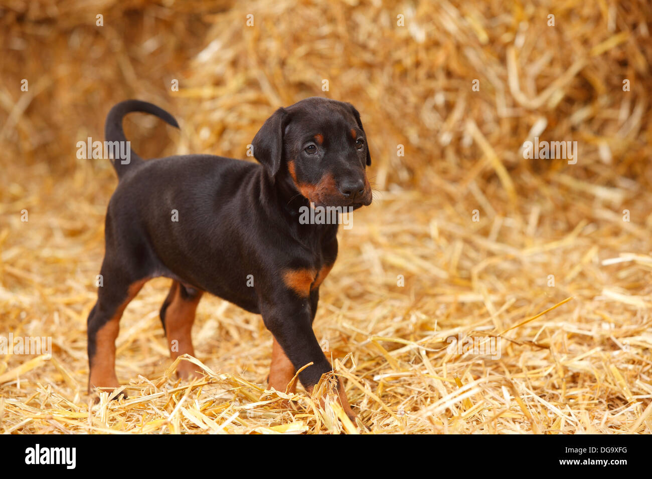 Dobermann Pinscher, Welpen, 5 Wochen Dobermann, Welpe, 5 Wochen