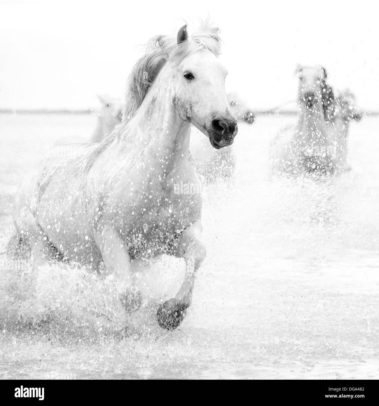 Pferd laufen Stockfoto