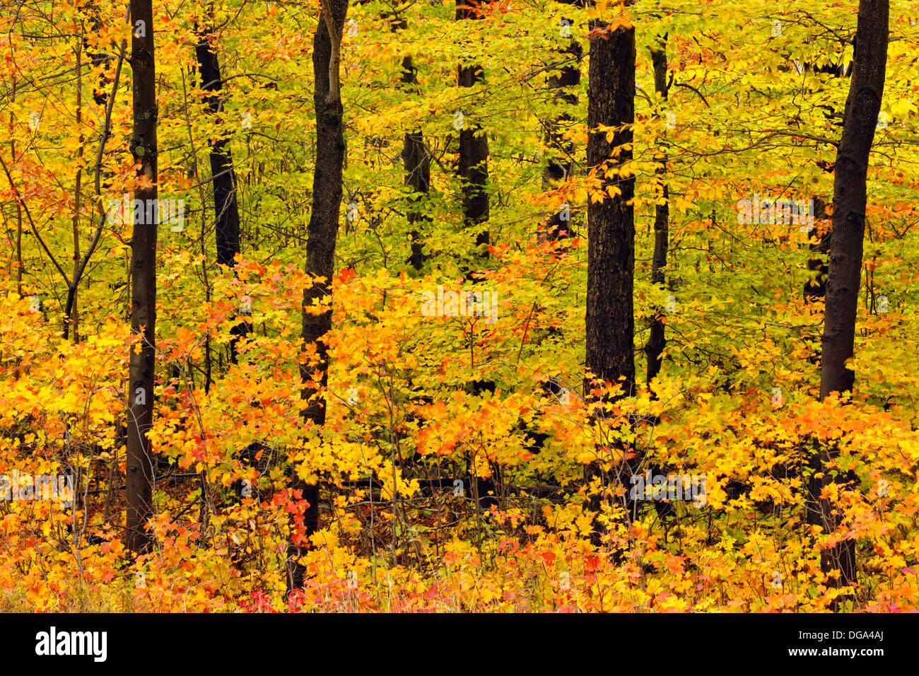 Laubwald im Spätherbst Farbe Hulbert Ecke Michigan USA Stockfoto