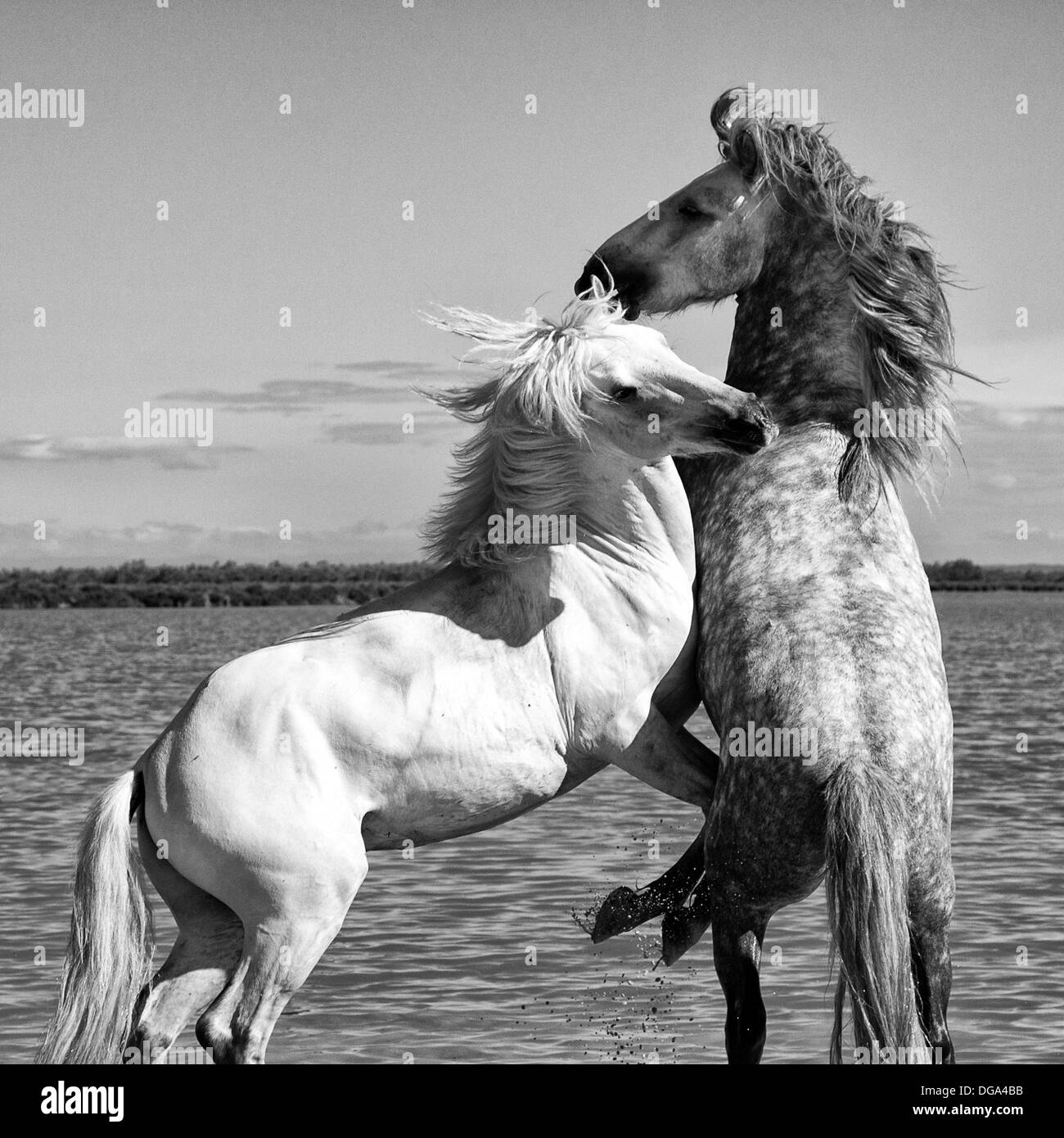 Wilde Pferde kämpfen Stockfoto