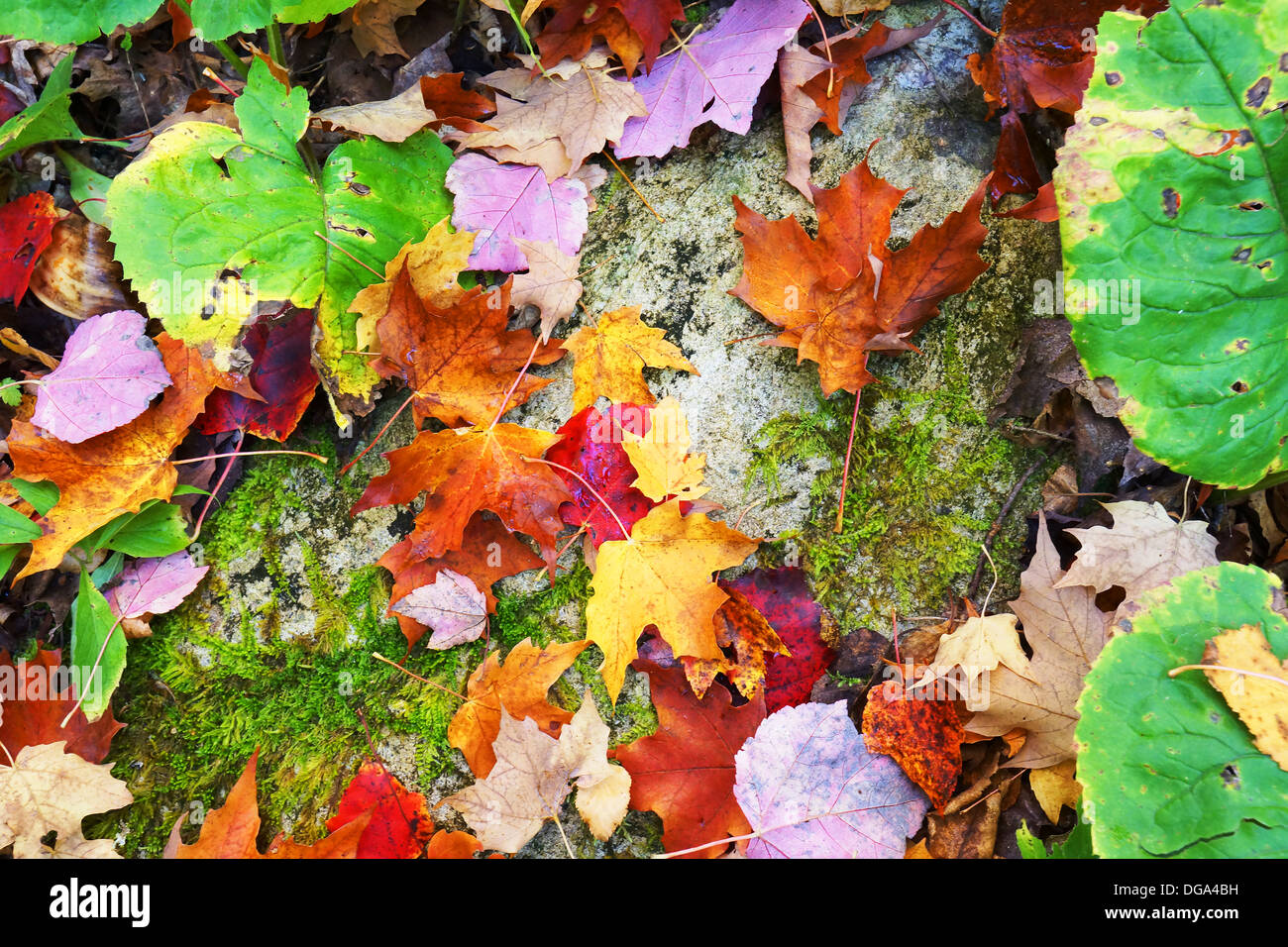 Wald-Boden-Decke mit Blättern im Herbst oder Herbst, saisonalen Hintergrund Stockfoto