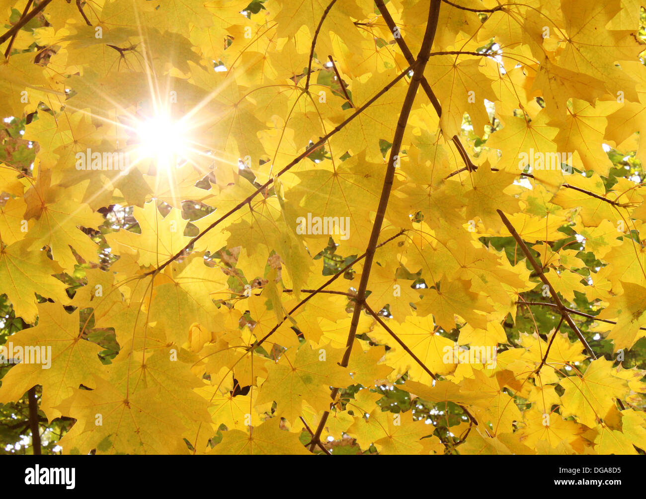 Sonnenschein durch Ahorn Blätter im Herbst Stockfoto