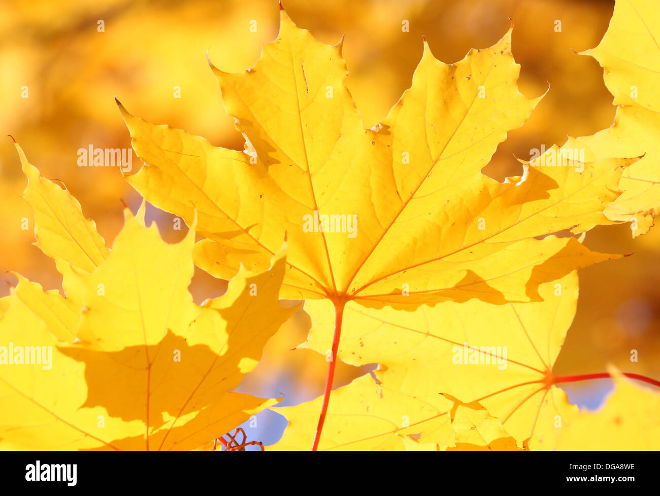 Nahaufnahme von Ahornblatt im Herbst Stockfoto