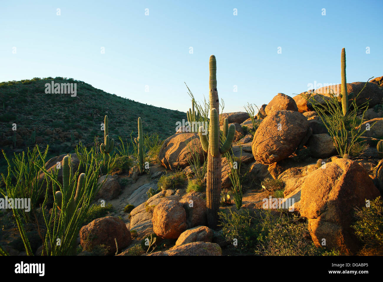 Saguaro-Kakteen, Mojave-Wüste, USA Stockfoto