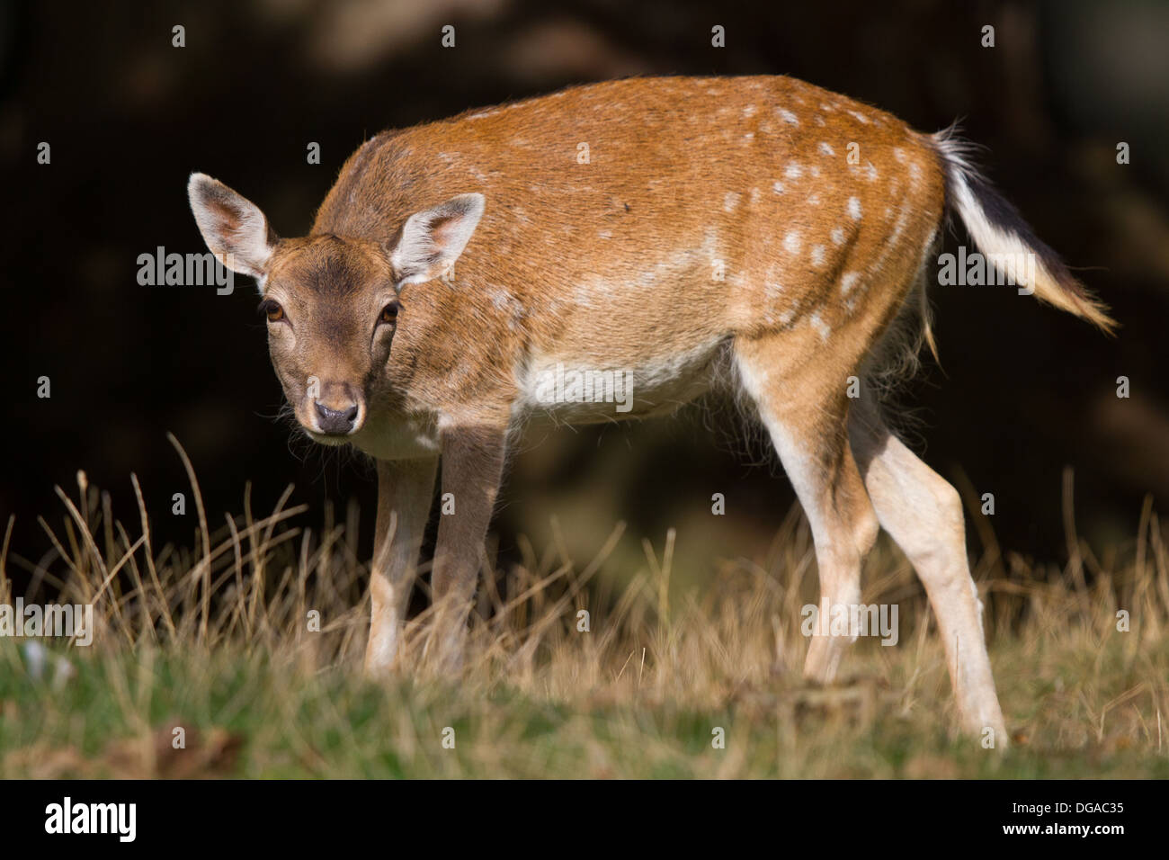 Damwild Hirsche (Dama Dama) doe Stockfoto