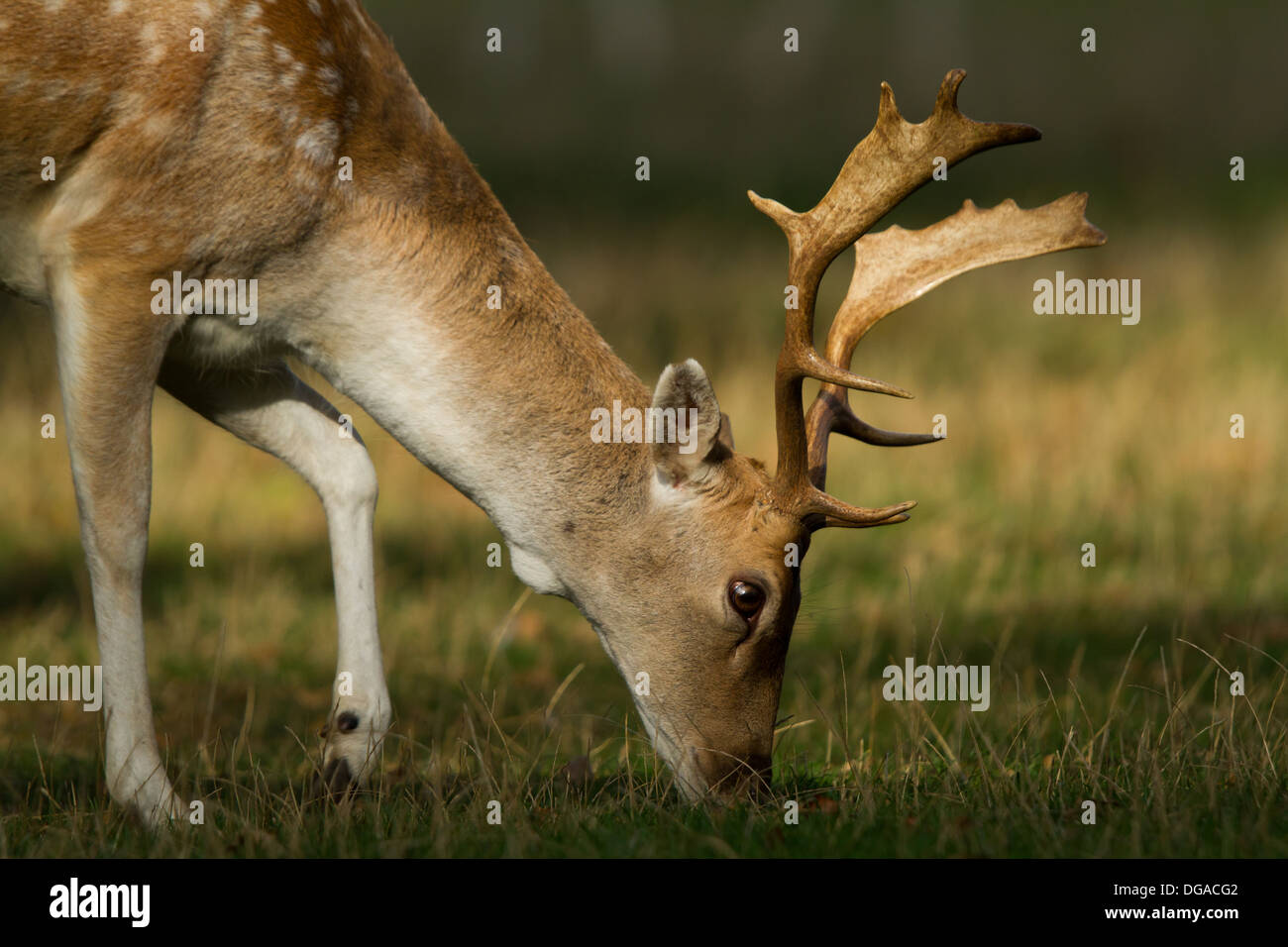 Damhirsch (Dama Dama) Hirsch Beweidung in einem Feld Stockfoto