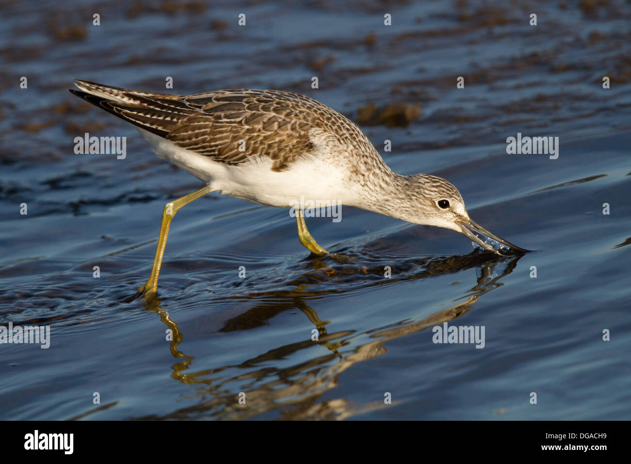 Grünschenkel (Tringa Nebularia) aktiv im seichten Wasser Fütterung Stockfoto