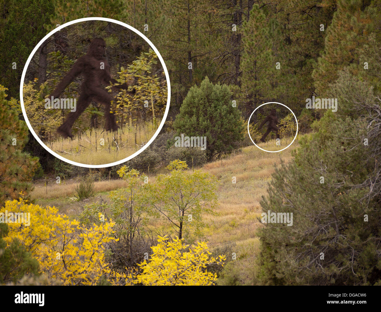 Bigfoot Sichtung Stockfoto