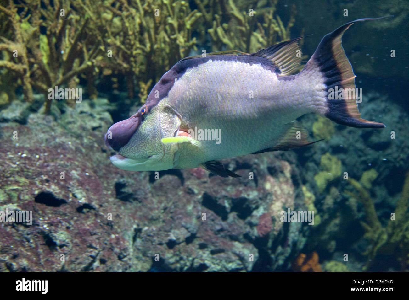Lippfische Schwimmen im aquarium Stockfoto