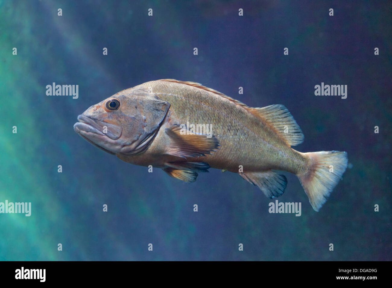 Knebel Zackenbarsch im Wasser Stockfoto