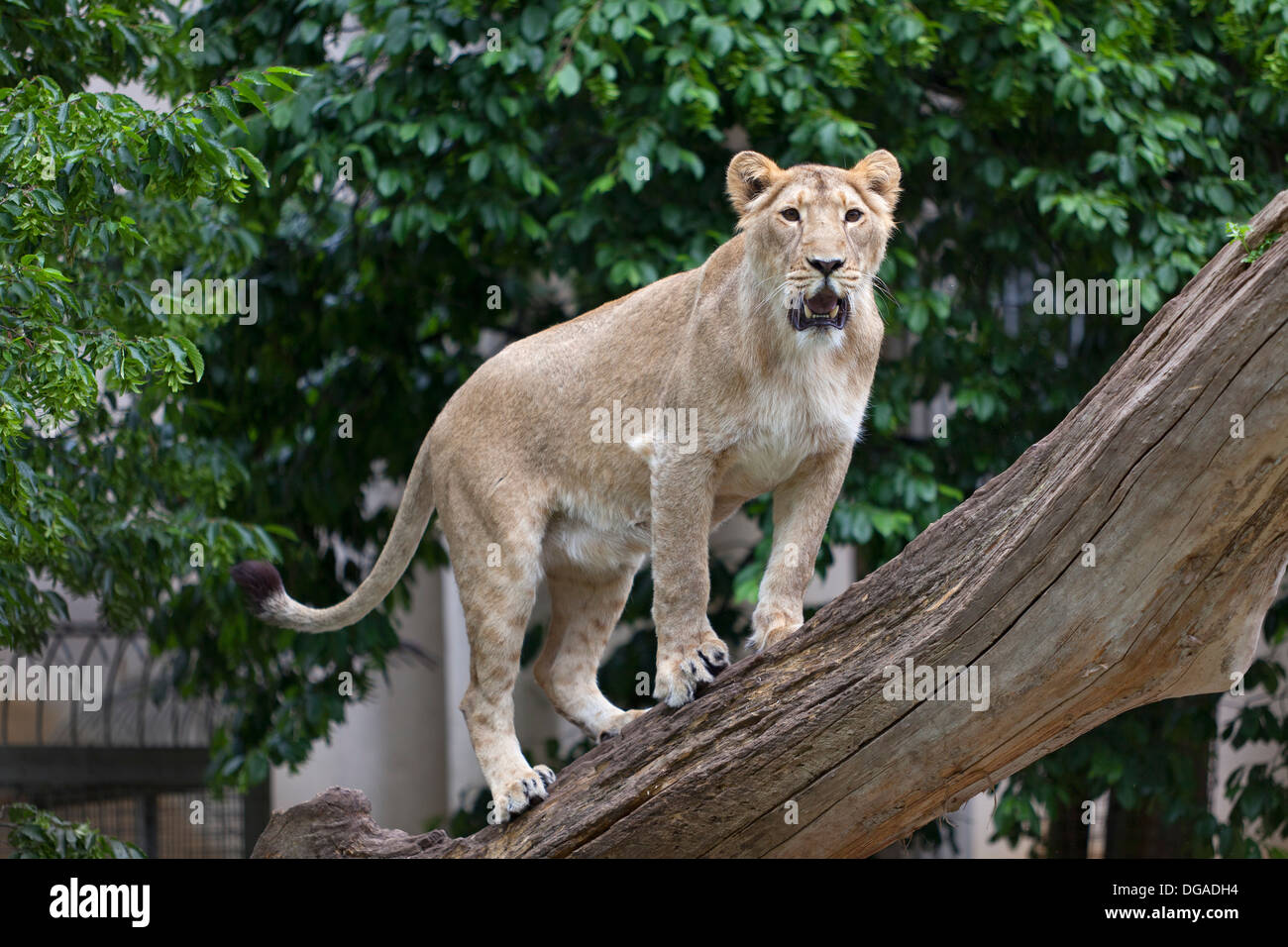 Löwin auf einem Baumstamm im zoo Stockfoto