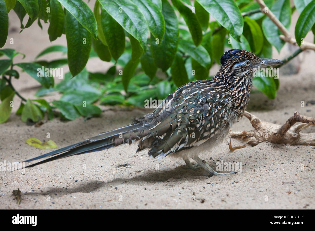 Größere Roadrunner Vogel in der Wüste Stockfoto