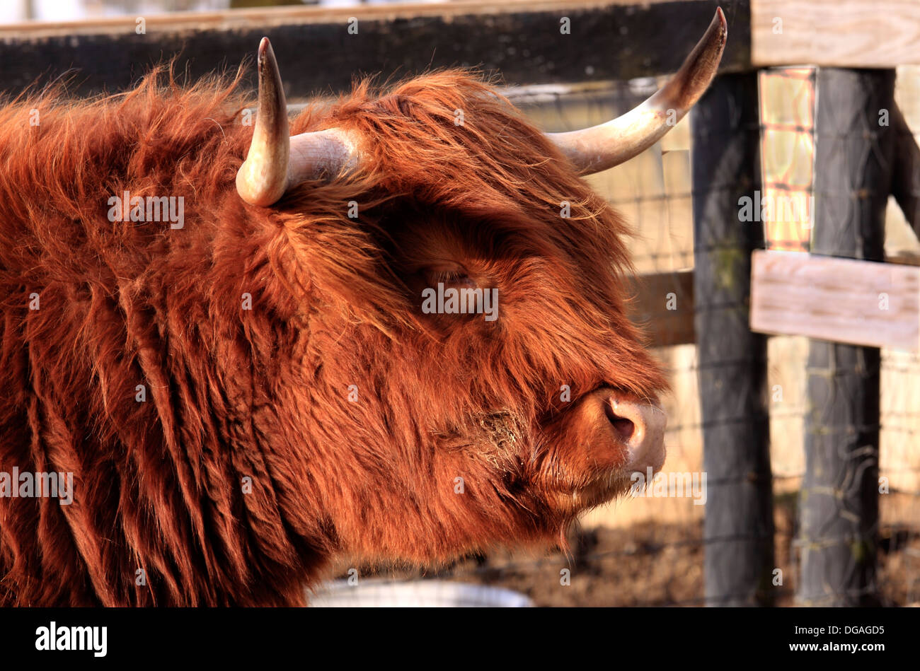 Scottish Highland Kuh Long Island New York Stockfoto