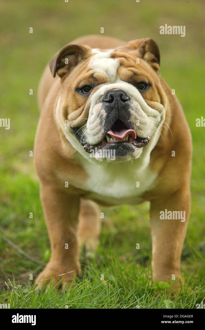 Englische Bulldogge Hund Stockfoto