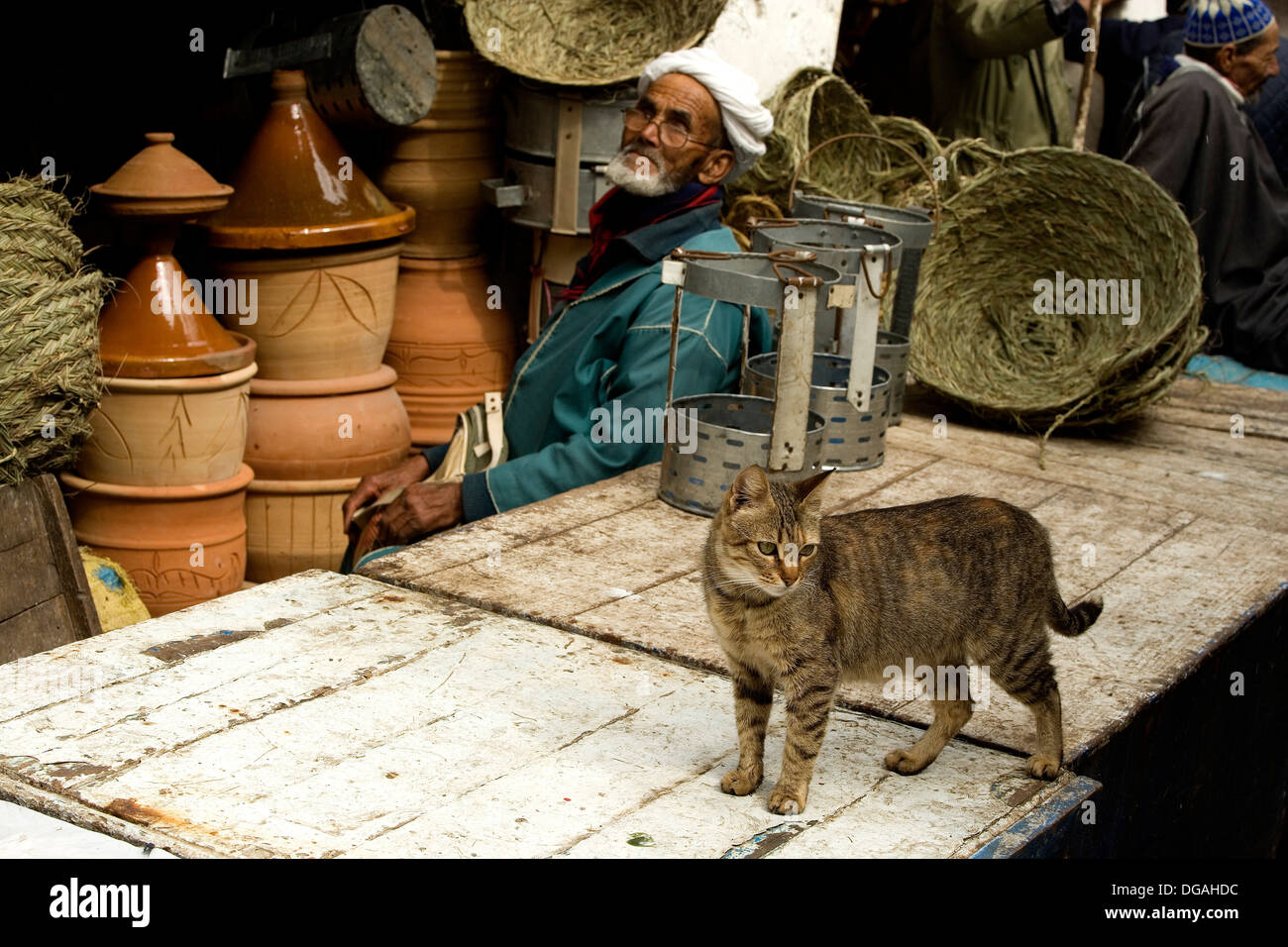 Katzen von Essaouira, Marokko, Afrika Stockfoto