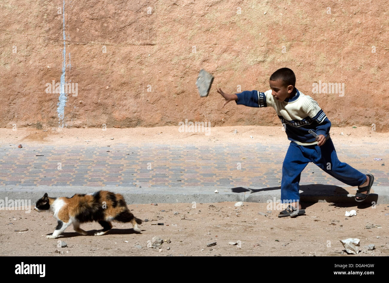 Katzen von Essaouira, Marokko, Afrika. Ein Kind wirft einen Stein auf eine Angst Katze Stockfoto