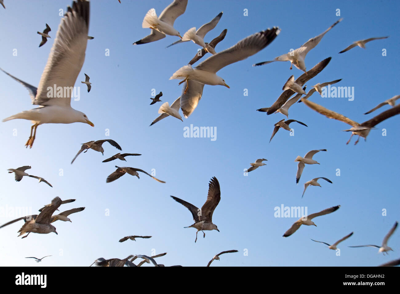 Silbermöwe im Flug, Larus Argentatus, Essaouira, Marokko, Afrika Stockfoto